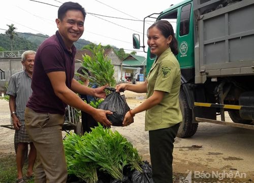 Quế Phong trồng trên 358 ha rừng nguyên liệu gỗ lớn