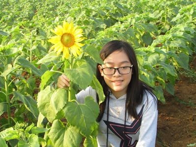 Cánh đồng hoa hướng dương Nghệ An chỉ cao nửa mét