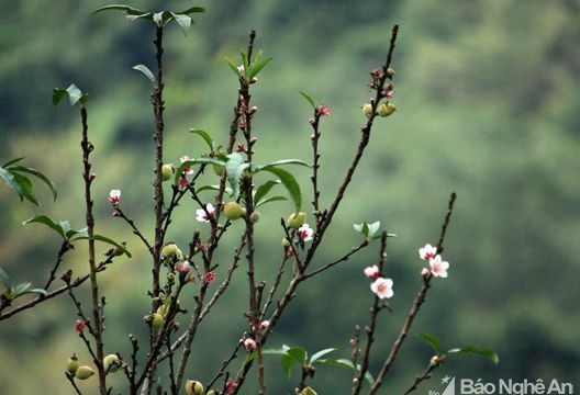 Nghệ An: Hoa đào nở bung trong rét đầu mùa