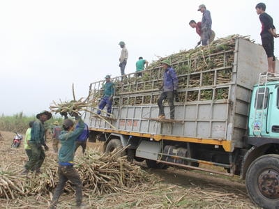 Bức thiết thiếu nguyên liệu của ngành mía đường