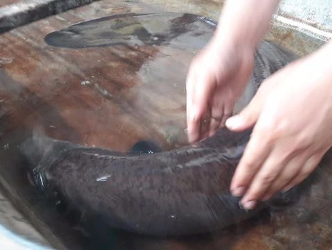 Hàng chục người dân góp tiền 'chuộc' cá chình khủng thả về sông