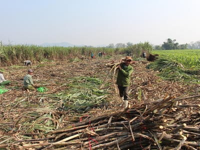 Nông dân nhộn nhịp vào mùa thu hoạch mía nguyên liệu