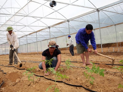 Tương Dương lần đầu tiên đưa cà chua múi vào nhà kính