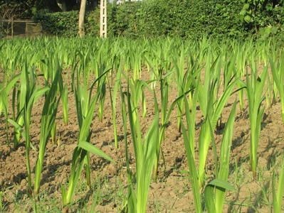 Nông dân Nghĩa Đàn tận dụng đất vườn trồng hoa Tết