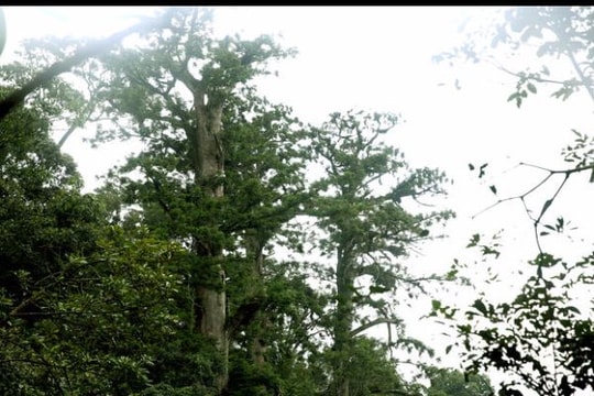 Cử tri miền núi: 'Không giao đất rừng sản xuất, dân sống bằng gì?'