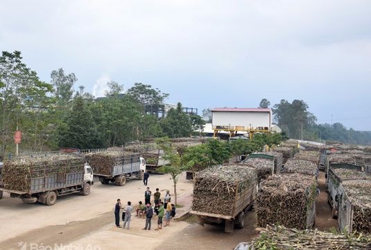 Công ty Cổ phần Mía đường Sông Con hoạt động hết công suất trong vụ ép