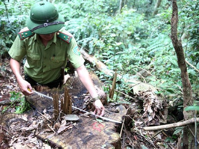 Làm rõ trách nhiệm các đơn vị bảo vệ rừng