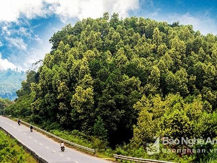Đẹp ngỡ ngàng những cung đường hoa biên giới ở Nghệ An