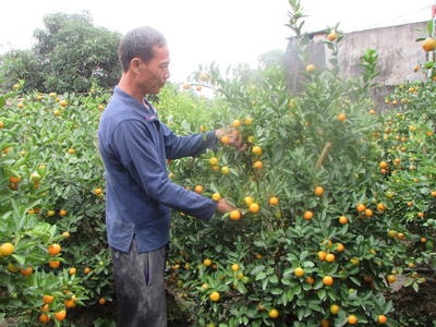 Nông dân chăm sóc đào, quất chuẩn bị bán Tết