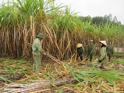 Nghệ An: Thiếu lao động  thu hoạch cây nguyên liệu