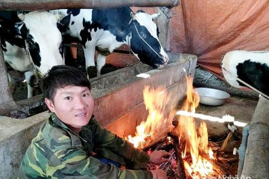 Nông dân Nghệ An đốt lửa sưởi ấm đàn bò sữa