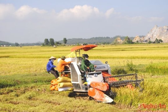 Năm 2017, Nghệ An đạt hơn 1,2 triệu tấn lương thực