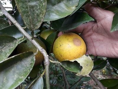 Cam rụng hàng loạt ở Quỳnh Lưu, người trồng cam khốn đốn