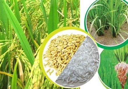 Xuất khẩu gạo tăng mạnh, sẽ vượt xa năm 2016