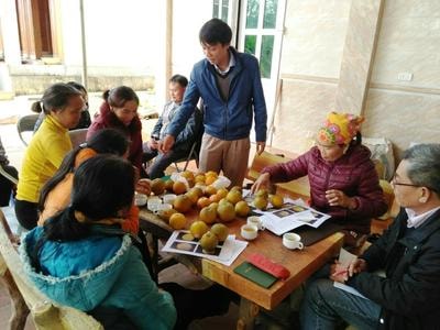 JICA hướng dẫn phân loại và bảo quản Cam Vinh theo tiêu chuẩn