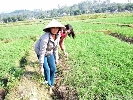 Nông dân Nghệ An trồng hành tăm VietGAP