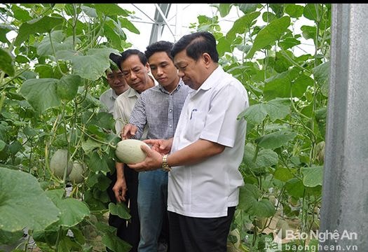 Nghệ An phấn đấu nông nghiệp công nghệ cao chiếm 20% giá trị sản xuất