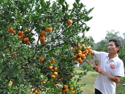 Nghệ An: Dư nợ cho vay phát triển nông nghiệp, nông thôn chiếm trên 40%