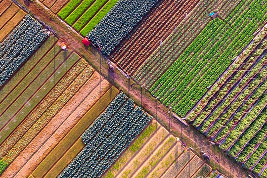 Ngỡ ngàng vẻ đẹp làng rau lớn nhất Nghệ An ngày cuối năm