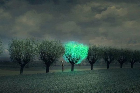 Cây phát sáng trong đêm như đèn