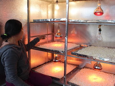 Nông dân Nghệ An vào mùa chế biến tinh bột nghệ