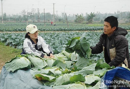 Nông dân Diễn Châu thắng lợi vụ rau cuối năm