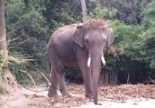 Voi giẫm chết hướng dẫn viên du lịch vì bị du khách túm đuôi