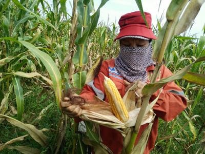 Diện tích ngô đông Anh Sơn tăng gần 200 ha