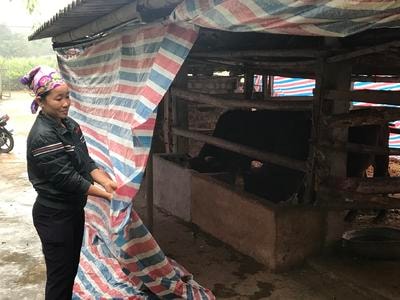 Bà con miền núi chủ động phòng chống rét lâu dài cho gia súc, gia cầm