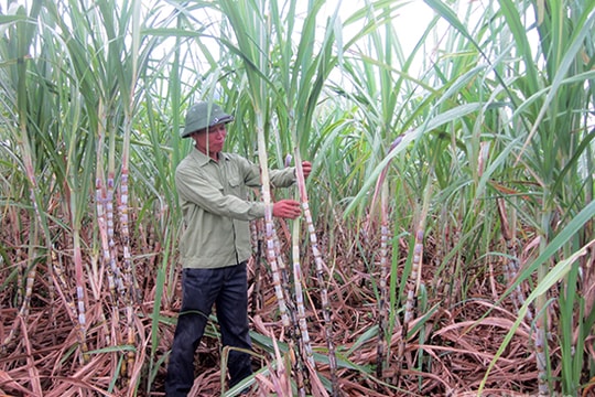 Mía Thái Lan đạt năng suất kỷ lục ở Nghĩa Đàn