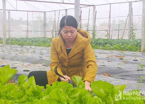 Nhà lưới trồng rau, củ quả công nghệ cao thu nhập 1-1,5 tỷ đồng/ha/năm