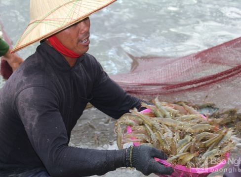 Giá trị nuôi trồng thủy sản ước đạt 2.626 tỷ đồng