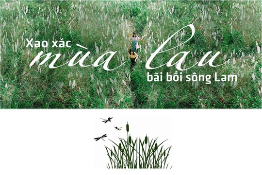 Xao xác mùa lau bãi bồi sông Lam