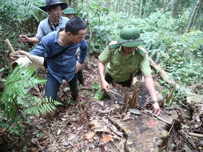 Rừng được trả kinh phí bảo vệ vẫn bị chặt phá