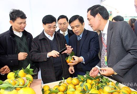 Nghệ An lần đầu tiên tổ chức Hội chợ cam Vinh