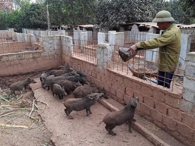 Nông dân tất bật chuẩn bị 'con đặc sản' phục vụ Tết