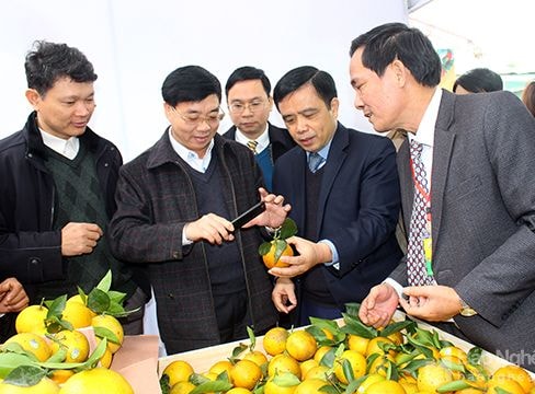 Cam Vinh - sự vươn mình của một thương hiệu