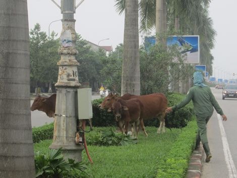Chủ tịch UBND TP.Vinh: Xấu hổ khi trâu, bò thả rông đầy đường ở đô thị loại I
