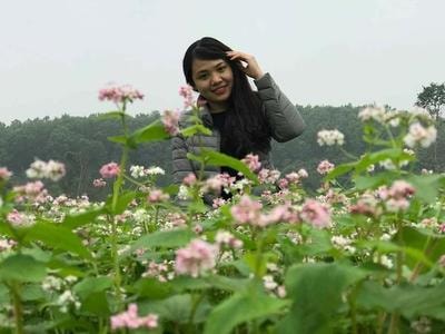 Vườn hoa tam giác mạch ở Nghệ An khoe sắc