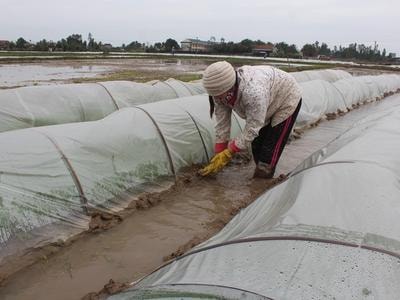 Nông dân Nghệ An chống rét cho mạ xuân