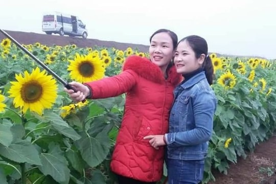 Du khách bắt đầu đổ về cánh đồng hoa hướng dương ở Nghệ An