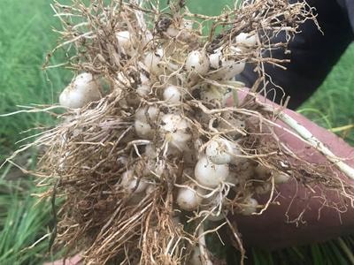 Nông dân phấn khởi vì hành tăm thu hoạch sớm giá cao ngất ngưởng