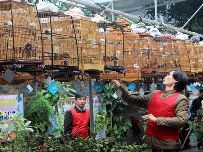 Tưng bừng Hội thi chim chào mào đón chào năm mới