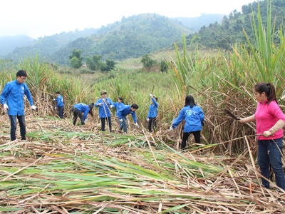 Các đoàn thiện nguyện trao quà Tết và giúp dân thu hoạch mía