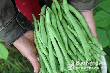 Nông dân thu nhập trên 100 triệu/ha từ trồng đậu cô ve