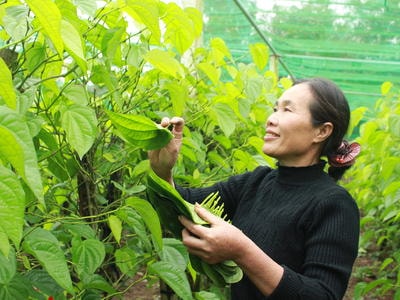 Nghệ An: Nông dân dựng nhà lưới trồng trầu không, thu tiền tỷ