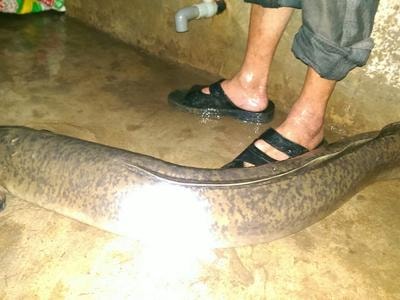 Câu được cá chình 15 kg ở TP Vinh