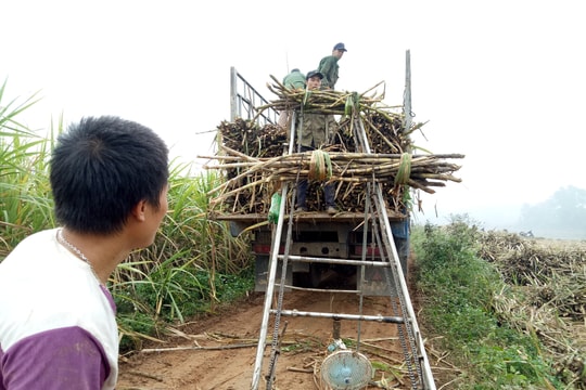 Hiệu quả chiếc máy tời mía chế tác từ động cơ xe máy cũ