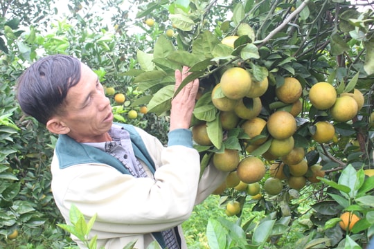 Những vấn đề 'nóng' trong phát triển cây cam ở Nghệ An