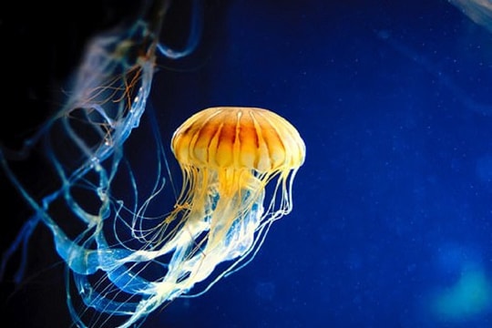 Băng gạc làm từ sứa giúp chữa lành vết loét